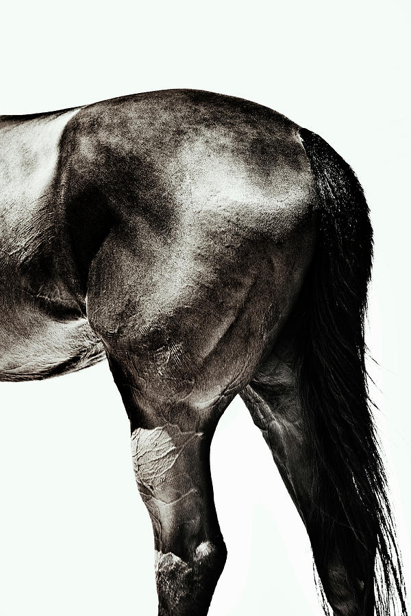 Horse Photograph by Yusuke Murata