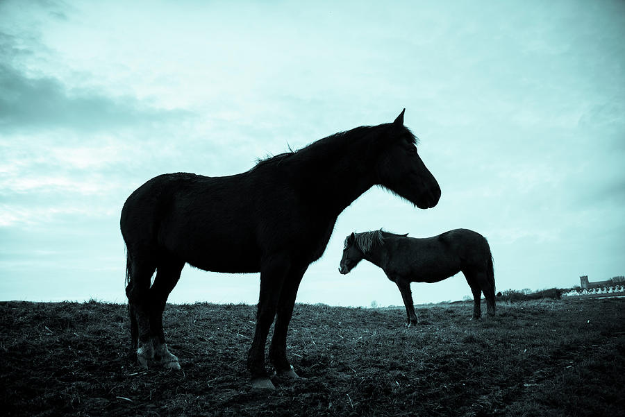 Horses #1 Digital Art by Andrew Lever