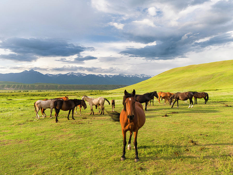 Horses For The Production Of Milk Photograph by Martin Zwick - Fine Art ...