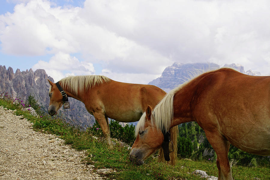 Horses grazing in an alpine meadow #1 Photograph by Steve Estvanik