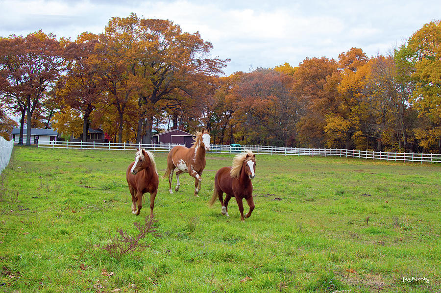 Horses In Autumn #2 Photograph by Ken Figurski