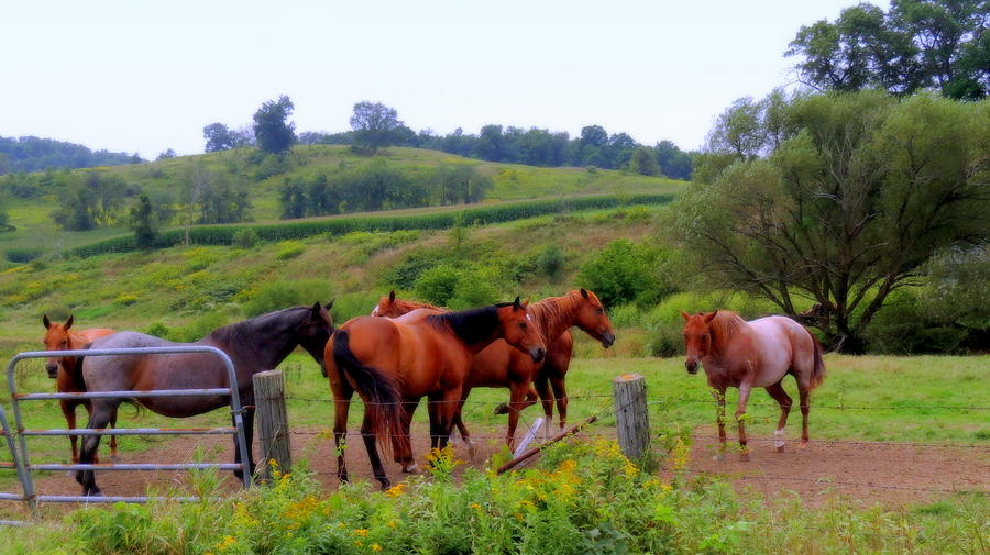 Horses In The Pasture #2 Photograph by Kay Novy