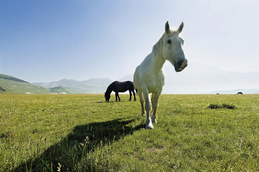 Horses #1 Digital Art by Maurizio Rellini