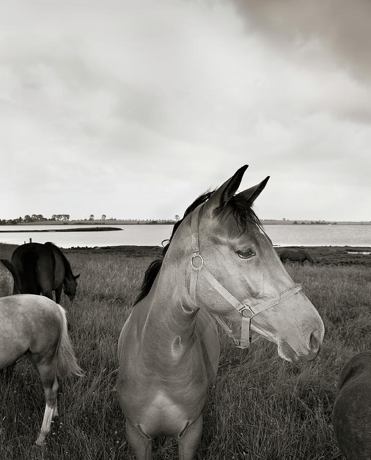 Horses On Poel Island #1 Photograph by Thomas Winz