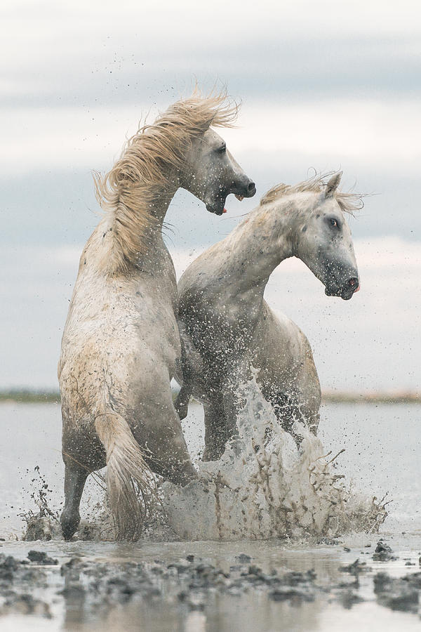 Horses Photograph by Rostovskiy Anton - Fine Art America