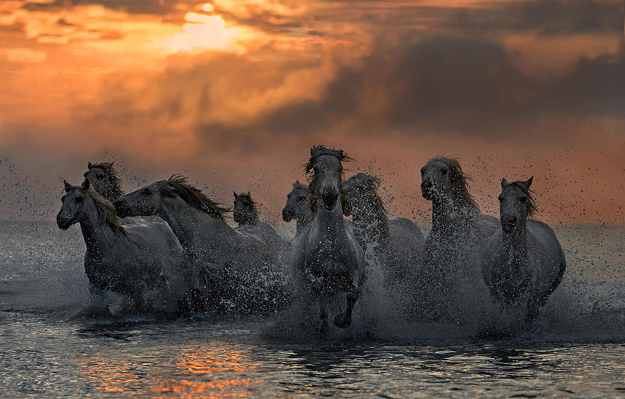 Horse Photograph - Horses Running Through The Marsh #1 by Xavier Ortega
