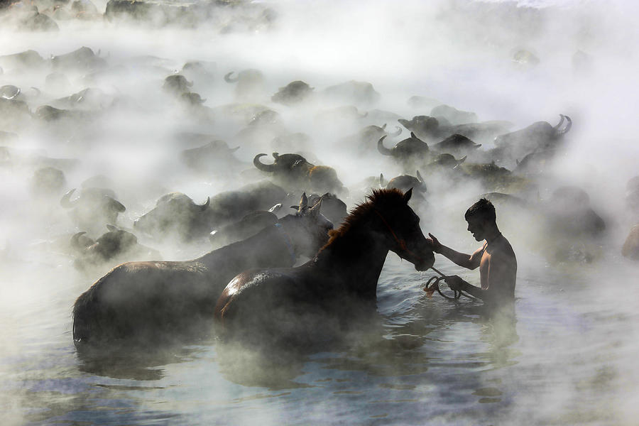 Horses #1 Photograph by Ummu Nisan Kandilcioglu