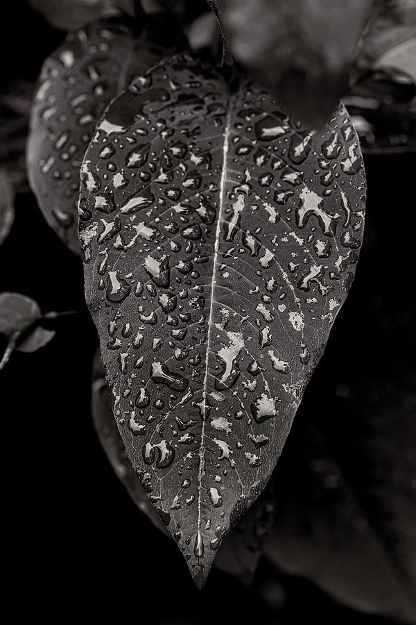 Hosta and Raindrops #1 Photograph by Robert Ullmann