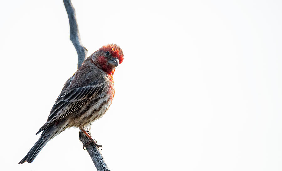 Finch Photograph - House Finch #2 by Phil And Karen Rispin
