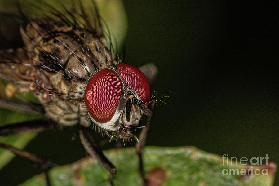 House Fly by Brian Roscorla House Fly by Brian Roscorla