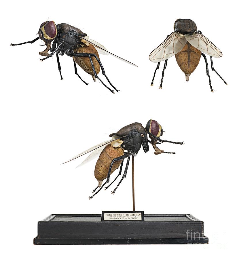 Wildlife Photograph - House Fly Wax Model #1 by Natural History Museum, London/science Photo Library