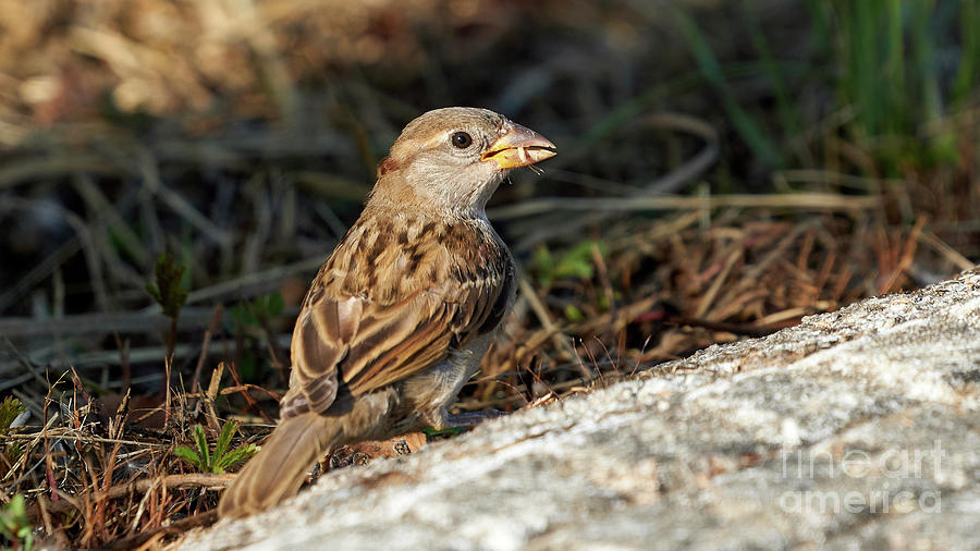 House Sparrow Female Standing Photograph by Pablo Avanzini