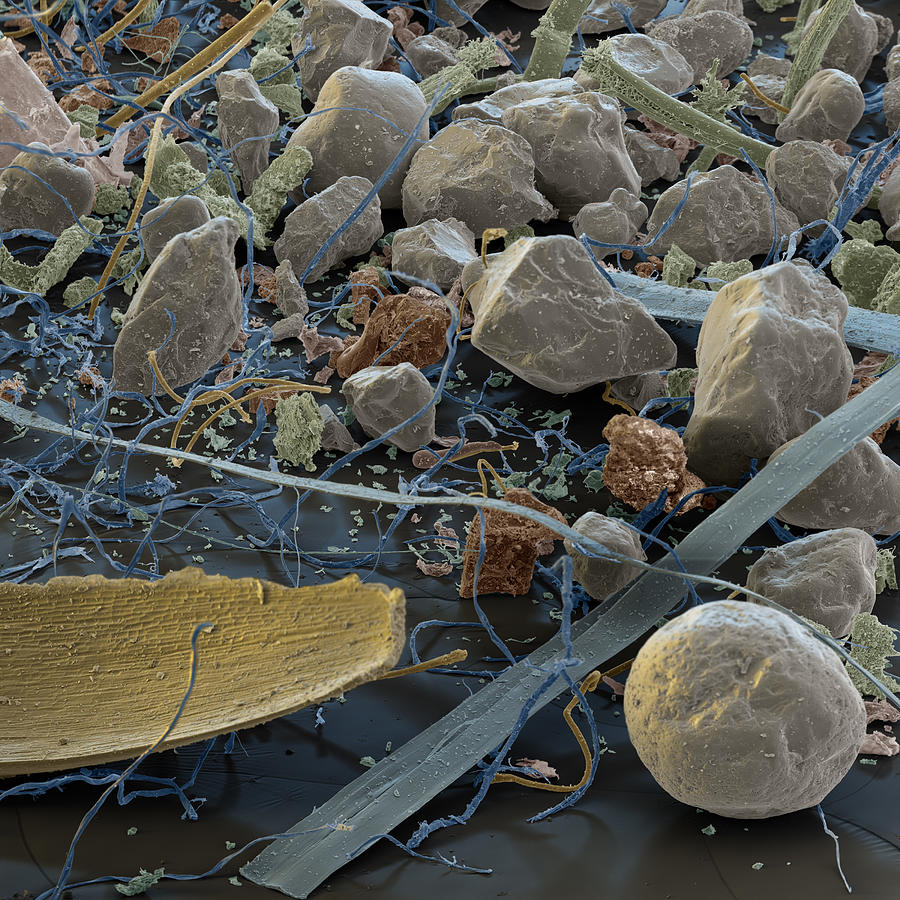 Colorized Photograph - Household Dust Sem #1 by Oliver Meckes EYE OF SCIENCE