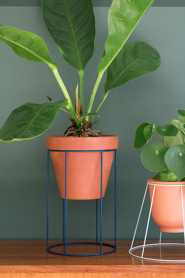 Houseplants In Plant Stands Handmade From Lampshades #1 Photograph by Marij Hessel
