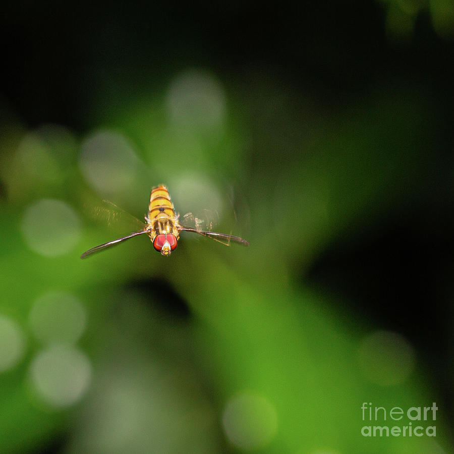 Hover Fly by Brian Roscorla Hover Fly by Brian Roscorla