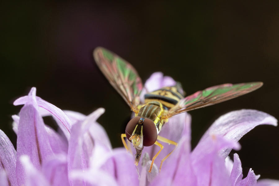 Hoverfly  #1 Photograph by Brian Hale