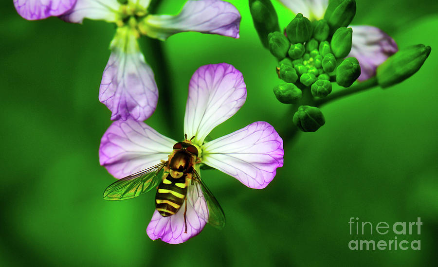 Hoverfly on Flower #1 Photograph by Bruce Block