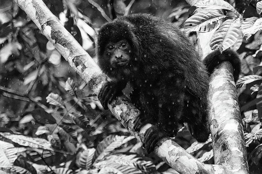 Howler Monkey in Rain #1 Photograph by Stefan Mazzola