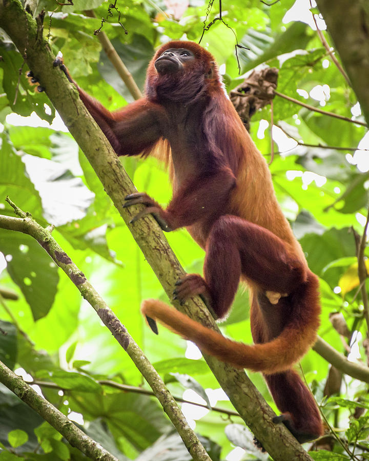 Howler Monkey Santuario Otun Quimbaya Pereira Colombia #1 Photograph by Adam Rainoff