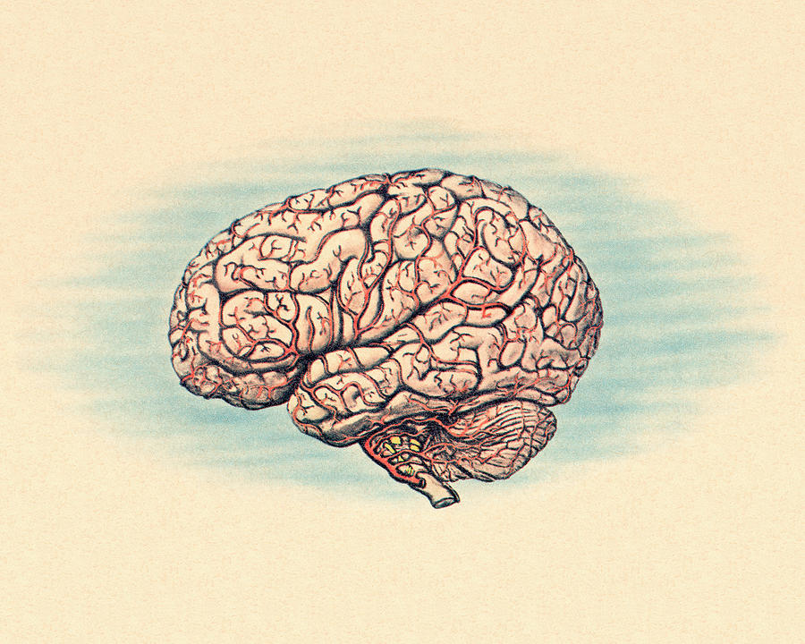 Vintage Drawing - Human Brain #1 by CSA Images