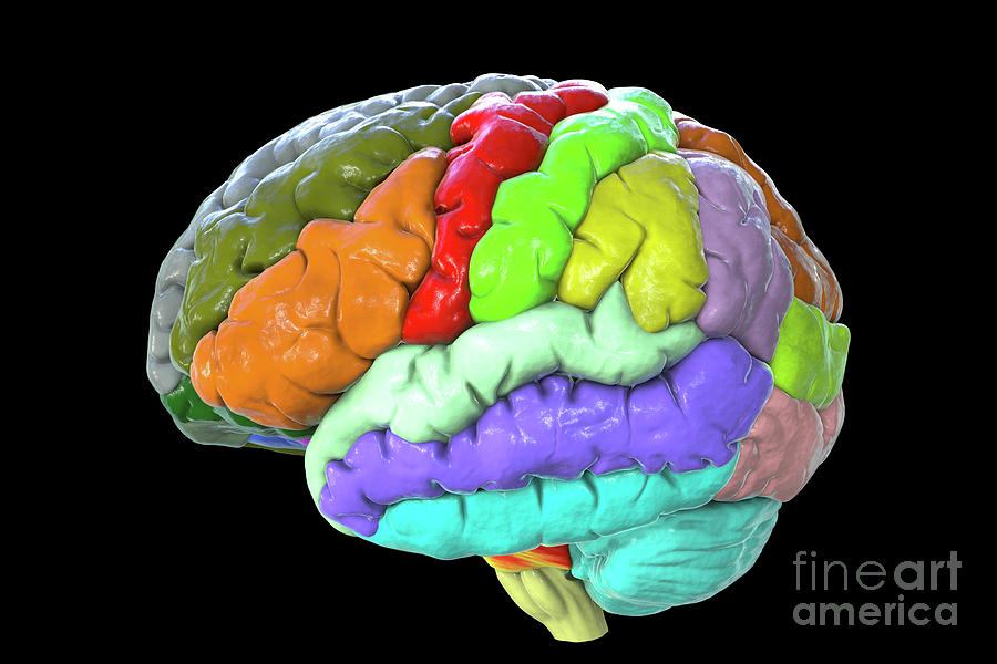 Human Brain With Gyri Highlighted #1 Photograph by Kateryna Kon/science Photo Library
