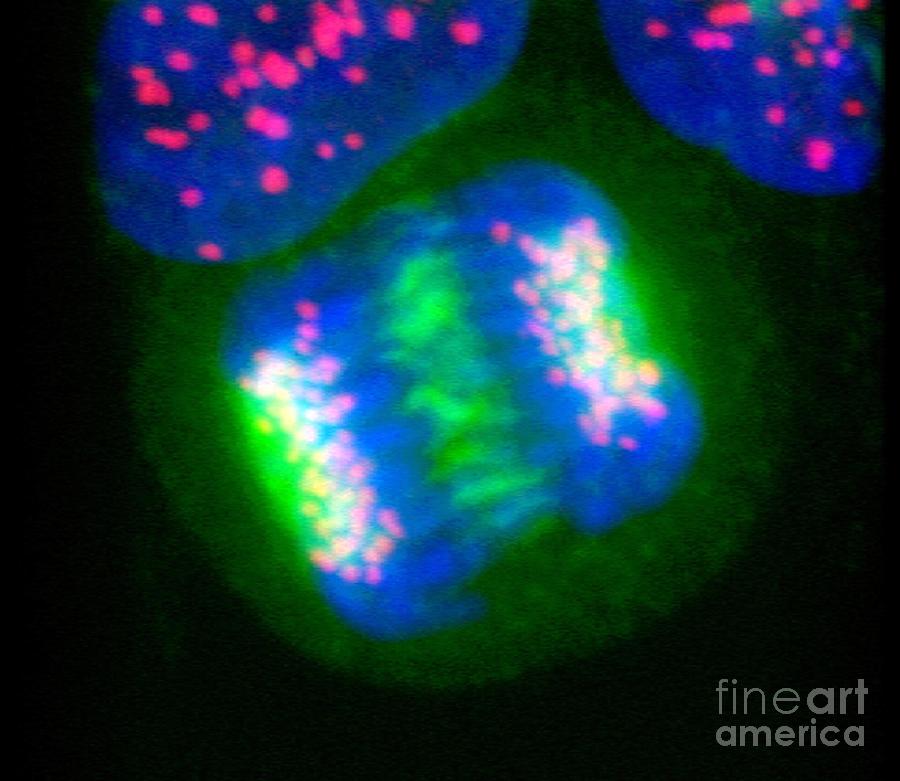 Human Cell In Anaphase #1 Photograph by Dr Matthew Daniels/science Photo Library