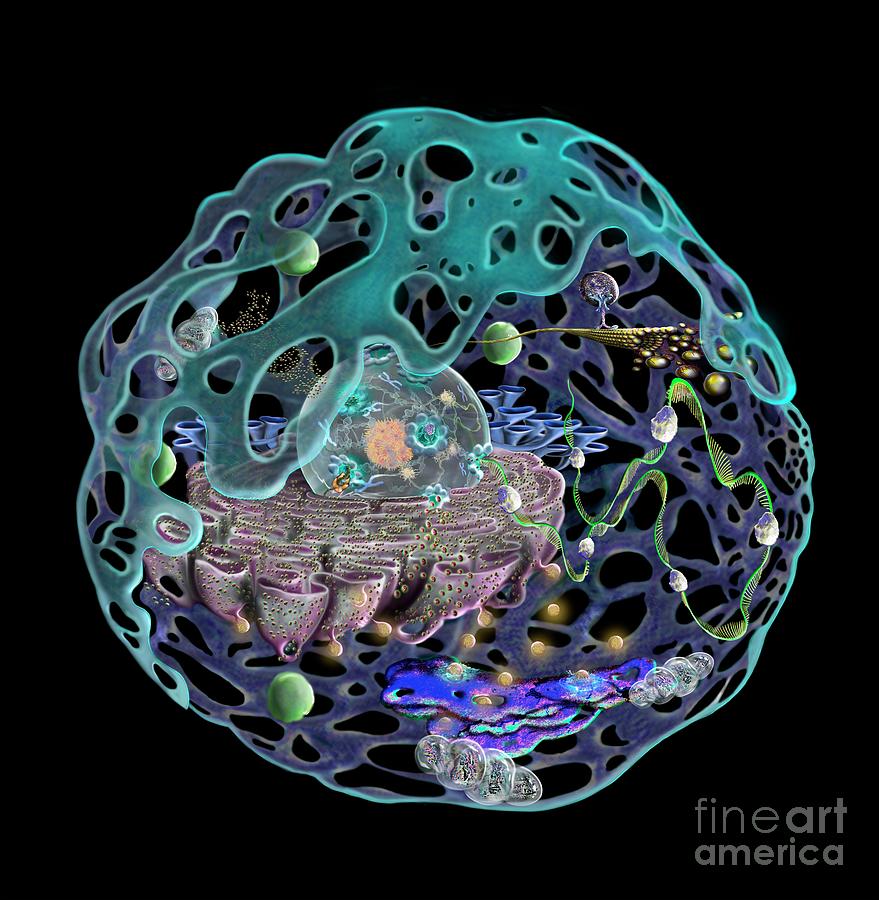 Human Cell #1 Photograph by Keith Chambers/science Photo Library