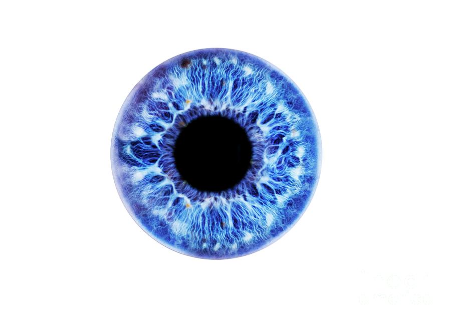 Human Eye Showing Close-up Of Blue Iris And Pupil #1 by Cristina