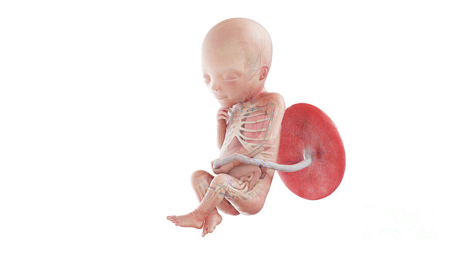 Human Foetus Anatomy At Week 19 Photograph by Sebastian Kaulitzki Biology Diagrams