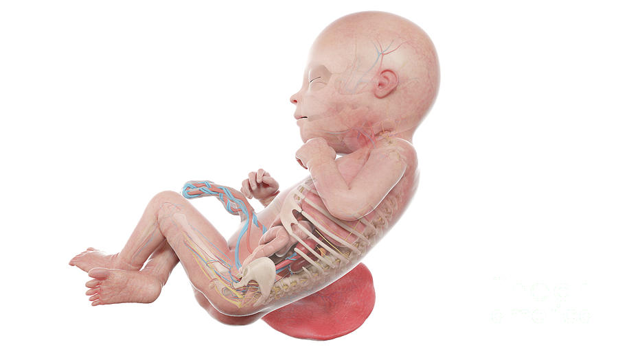 Human Foetus Anatomy At Week 22 Photograph by Sebastian Kaulitzki ... Biology Diagrams