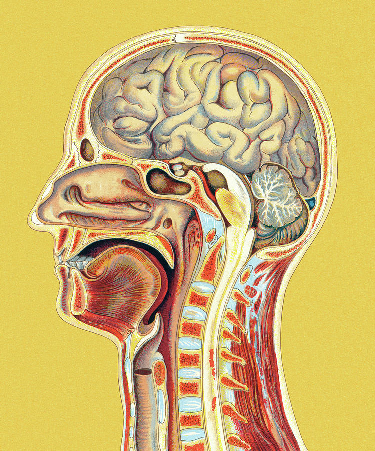 Drawing the human head, anatomy art tutorial