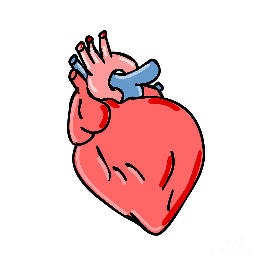 Human Heart Cartoon Digital Art by Aloysius Patrimonio - Fine Art America