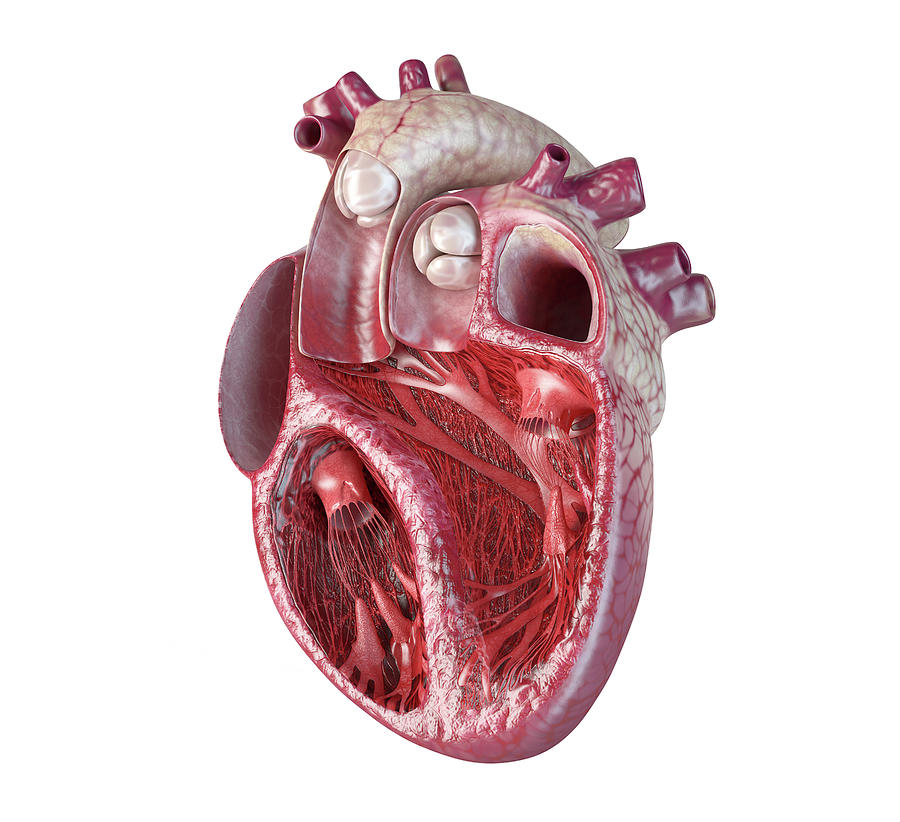 Human Heart Cross-section With Detailed #1 Photograph by Leonello Calvetti