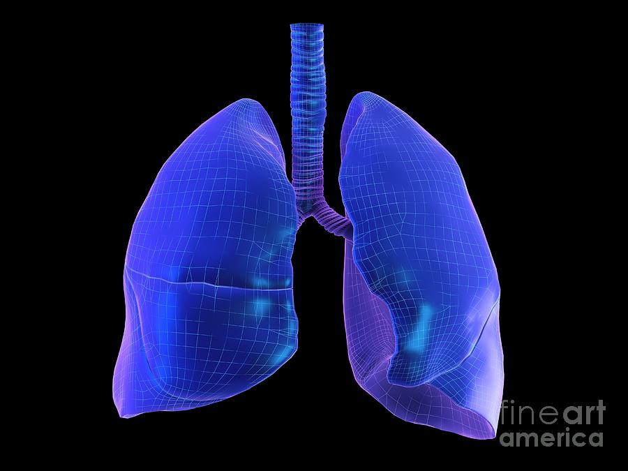 Human Lung Photograph By Sebastian Kaulitzkiscience Photo Library