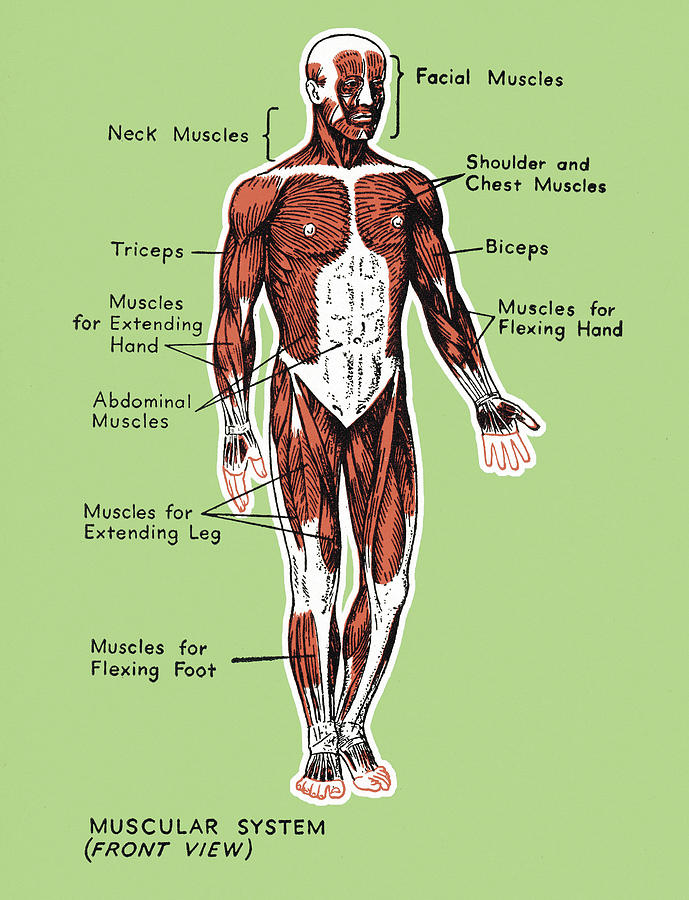 Muscular System Drawing
