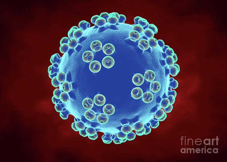 Human Papillomavirus Photograph By Roger Harrisscience Photo Library