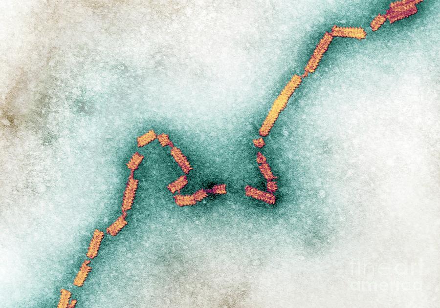 Human Parainfluenza Virus #1 Photograph by Ami Images/science Photo Library