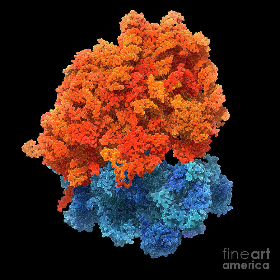 human-ribosome-photograph-by-carlos-clarivan-science-photo-library-pixels