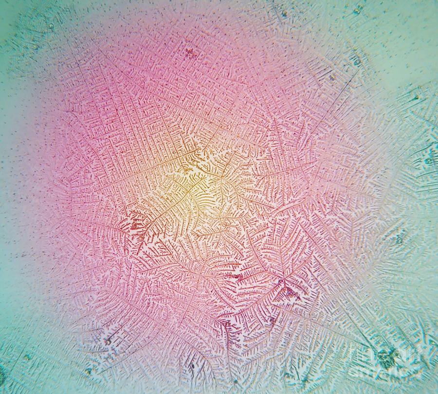 Human Salivary Ferning Photograph by Anne Weston, Francis Crick