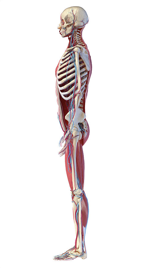 Human Skeleton With Muscles, Veins #1 Photograph by Pixelchaos