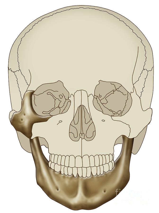 Skull Photograph - Human Skull by Maurizio De Angelis/science Photo Library Skull Photograph - Human Skull by Maurizio De Angelis/science Photo Library