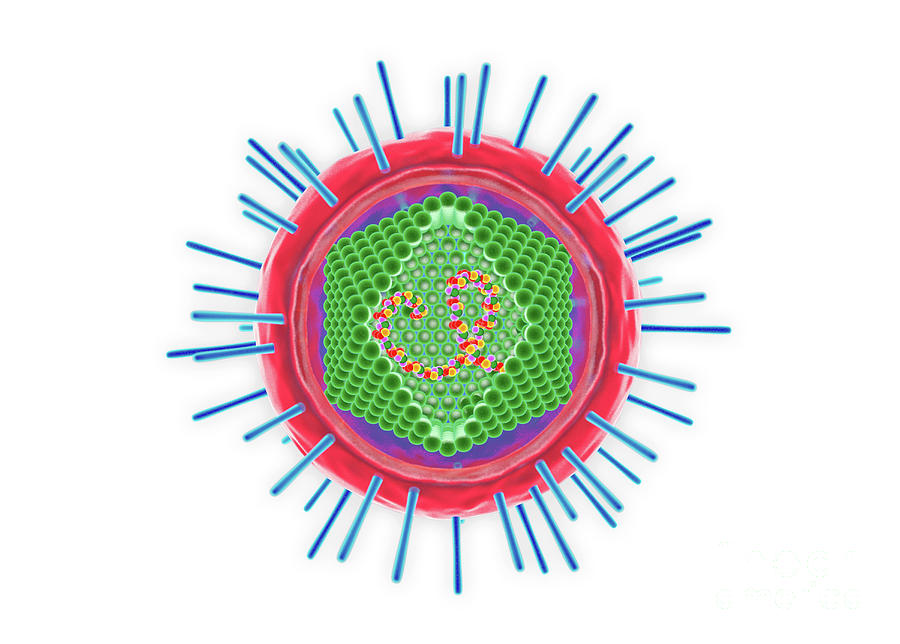 Human T Cell Lymphotropic Virus Photograph By Roger Harris Science   1 Human T Cell Lymphotropic Virus Roger Harrisscience Photo Library 