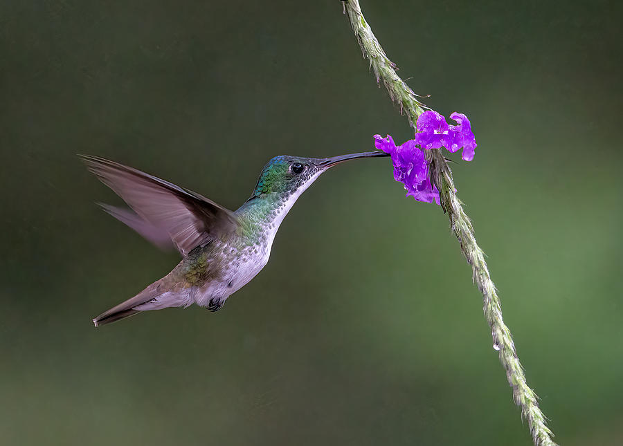 Hummingbird & Flower #1 Photograph by Jasmine Suo