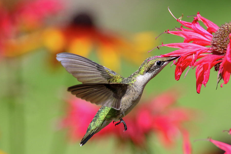 Hummingbird And Bee Balm 6 #1 Photograph by Brook Burling