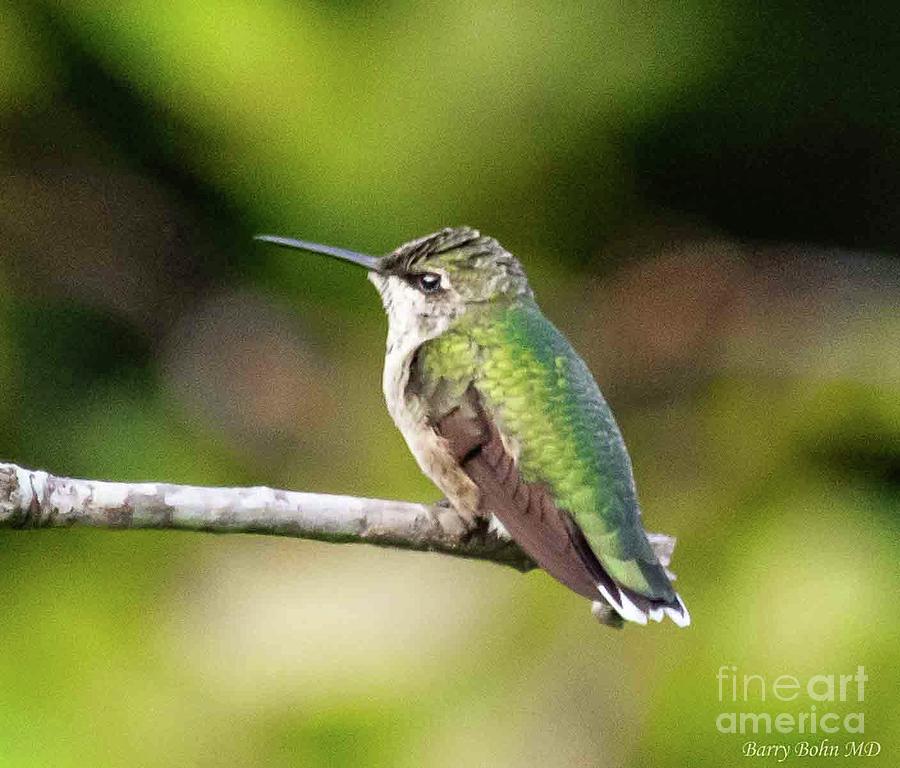 Hummingbird #1 Photograph by Barry Bohn