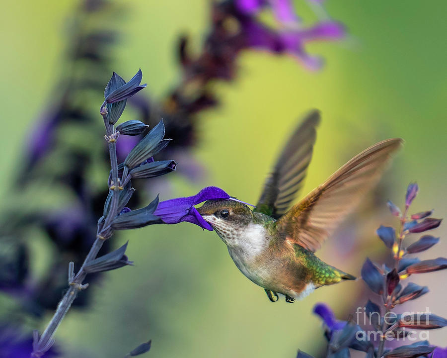 Hummingbird #1 Photograph by Bill Frische