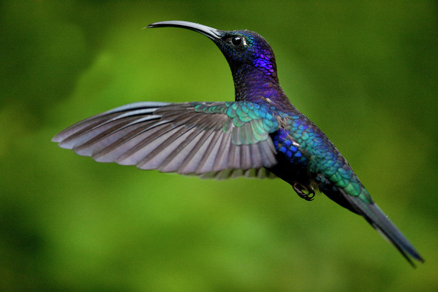 Hummingbird, Costa Rica #1 Photograph by Paul Souders