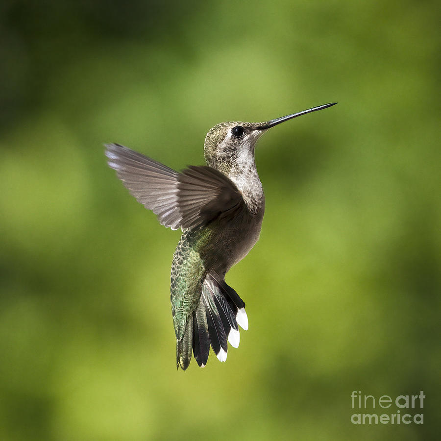 Hummingbird Flight #2 Photograph by Lisa Manifold