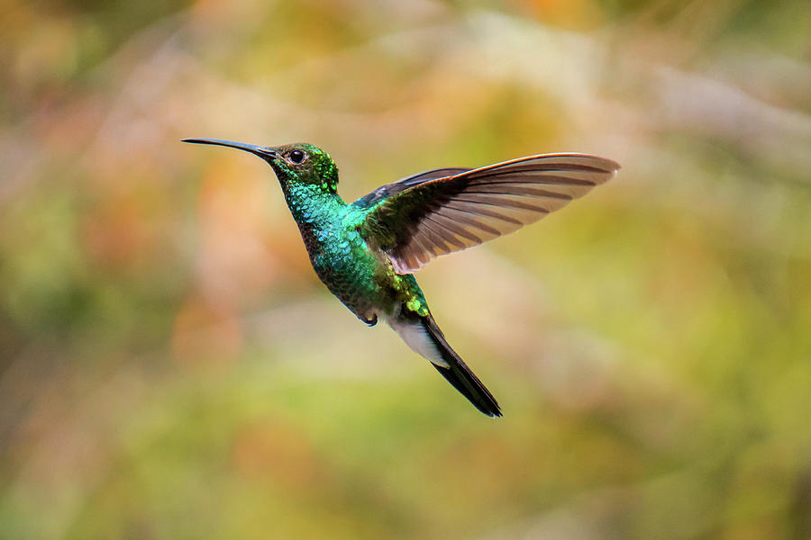Hummingbird Flying En The Forest Photograph by Cavan Images | Fine Art ...