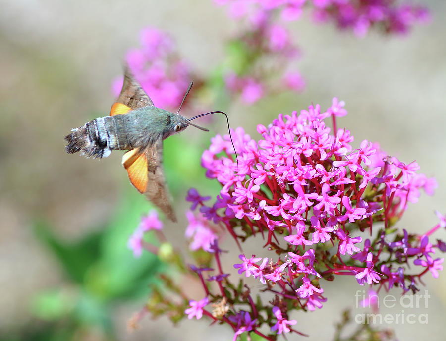 Butterfly Photograph - Hummingbird Hawk-moth on Valerian flower #1 by Gregory DUBUS